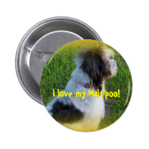 I love my Maltipoo! Pin