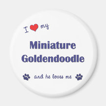 I Love My Miniature Goldendoodle (Male Dog) Fridge Magnet