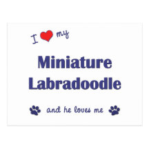 I Love My Miniature Labradoodle (Male Dog) Post Card