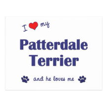 I Love My Patterdale Terrier (Male Dog) Postcard