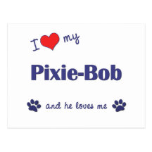 I Love My Pixie-Bob (Male Cat) Post Card