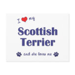 I Love My Scottish Terrier (Female Dog) postcards