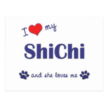 I Love My ShiChi (Female Dog) Post Card
