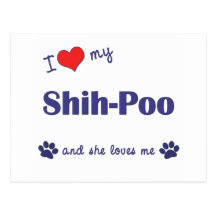 I Love My Shih-Poo (Female Dog) Postcard