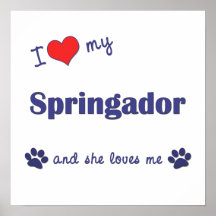 I Love My Springador (Female Dog) Posters