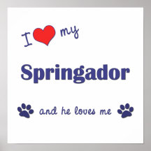 I Love My Springador (Male Dog) Poster