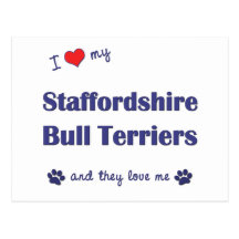 I Love My Staffordshire Bull Terriers (Multi Dogs) Postcards