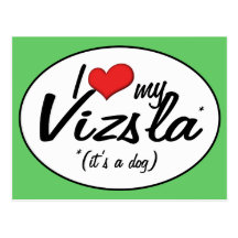 I Love My Vizsla (It's a Dog) Post Card
