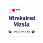 I Love My Wirehaired Vizsla (Male Dog) Postcard