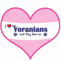 Yoranian Dog