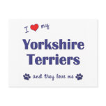 I Love My Yorkshire Terriers (Multiple Dogs) postcards