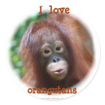 I love orangutans