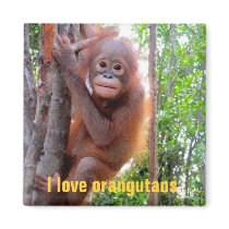 I Love Orangutans with Baby Uttuh Magnets