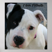 I Love Pitbulls Poster