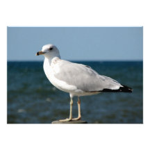 I love Seagulls! Announcement