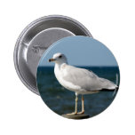 I love Seagulls! Button