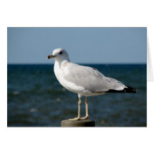 I love Seagulls! Card