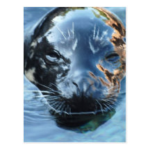 I Love Seals  Postcard