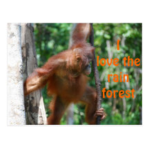 I Love the Rain Forest Postcard