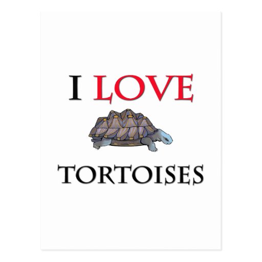 I Love Tortoises Postcard
