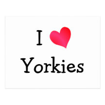 I Love Yorkies Postcard