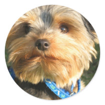 I Love Yorkies Round Sticker