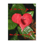 I Love You Naturally! - Valentine's Day + Meanings postcards