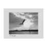 I miss you - bird & lake collage Postcard