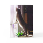 I miss you! greeting cards