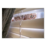 "I See What You Did There" LOLcat photography