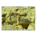 I see you - crab at the beach close up cards