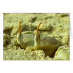 I see you - crab at the beach close up cards