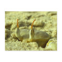 I see you - crab at the beach close up postcards