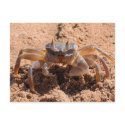 I see you - crab at the beach close up postcards