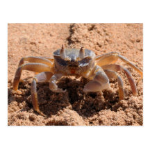 I see you - crab at the beach close up postcard