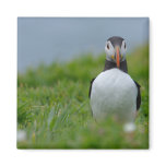 I See You Puffin Magnet