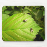 I wish I was a fly on the...mousepad???