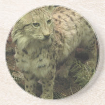 Iberian Lynx Coaster