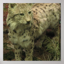 Iberian Lynx Poster