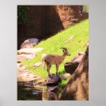 Ibex Print