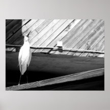 Ibis 2 poster