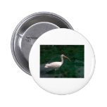 Ibis Buttons
