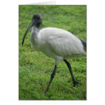 Ibis Cards