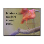 Ibis in Pink Postcard