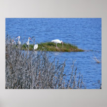 Ibis on a pond poster