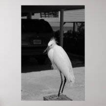 Ibis Print