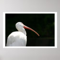 Ibis Reflection posters