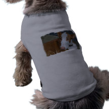 Ibizan Hound Pet Shirt