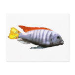 Ice Blue Zebra Cichlid Post Card