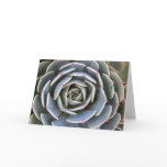 Ice Plant cards